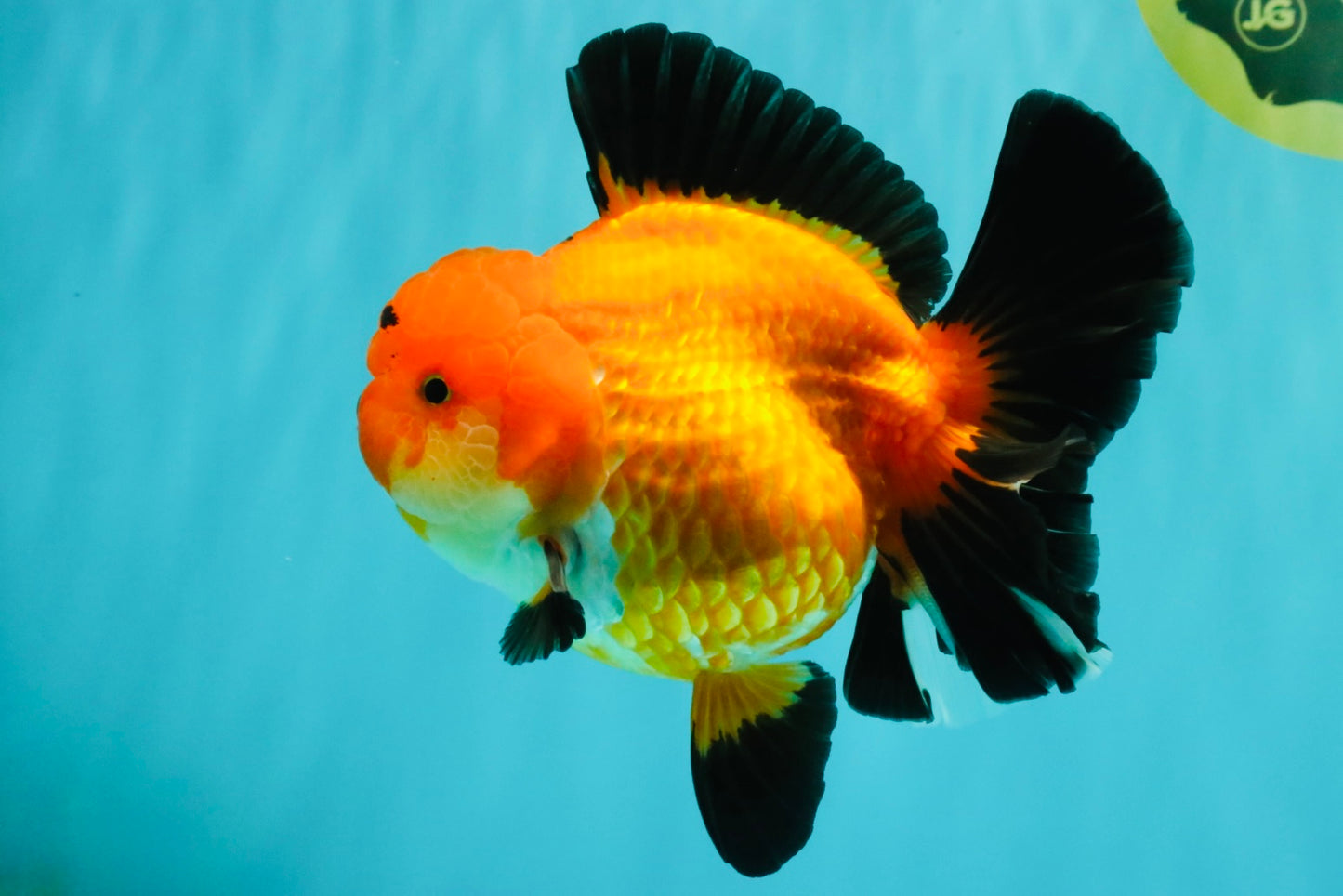 AAA Grade Apache Oranda Female 5.5-6 inches #071026OR_25