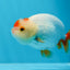 Red White Lionchu Male 3.5 inches #0906LC_04