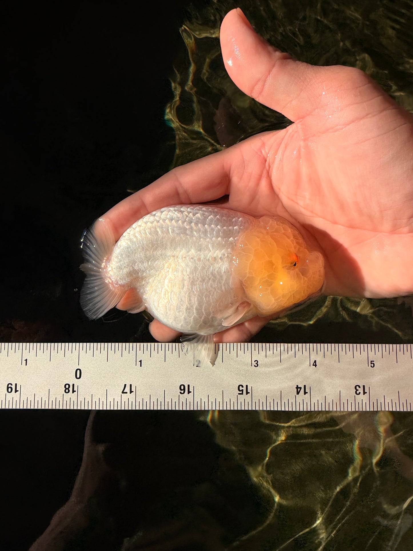 A Grade Dragon Head White LionQueen 4-4.5 inches #022726LC_25