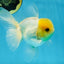 A Grade Lemonhead Oranda Male 5-5.5 inches #091925OR_03