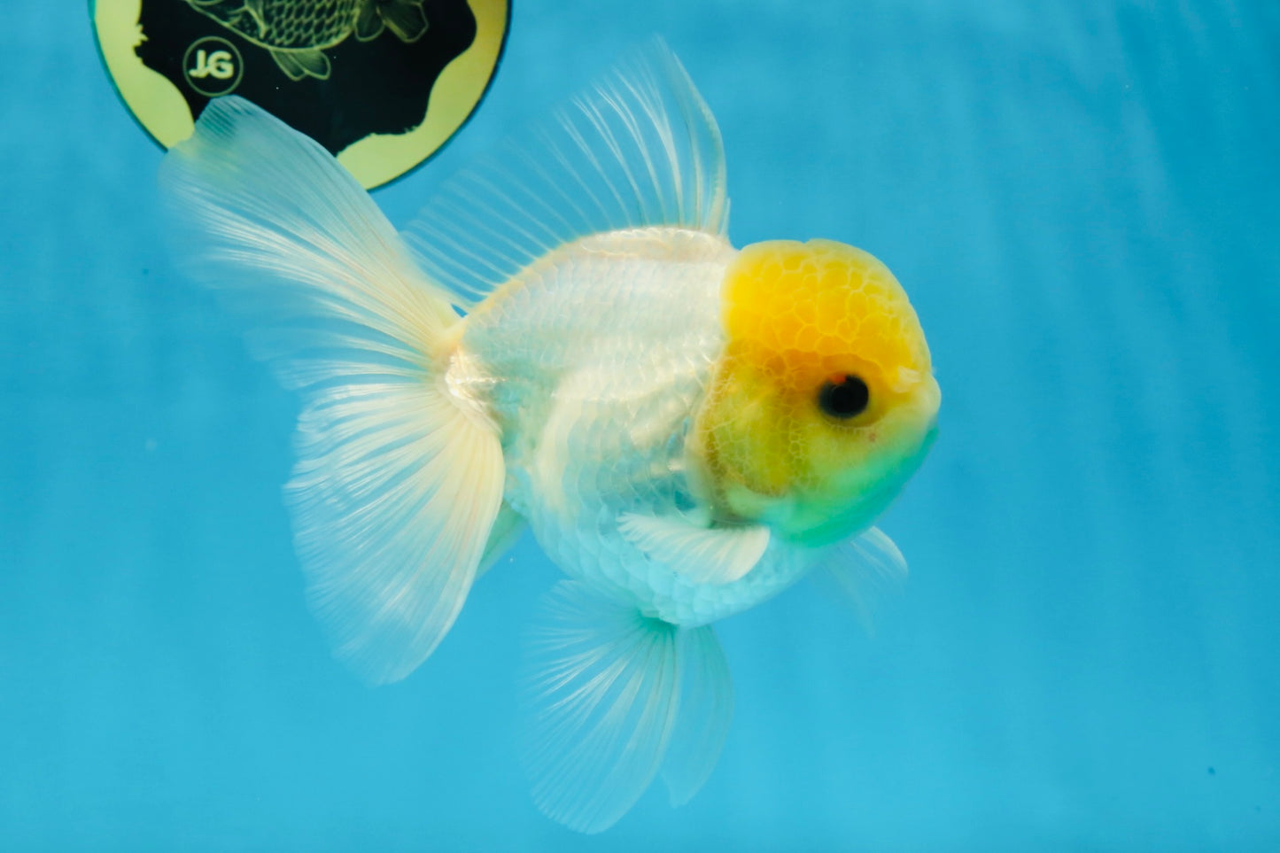 A Grade Lemonhead Oranda Male 5-5.5 inches #091925OR_03