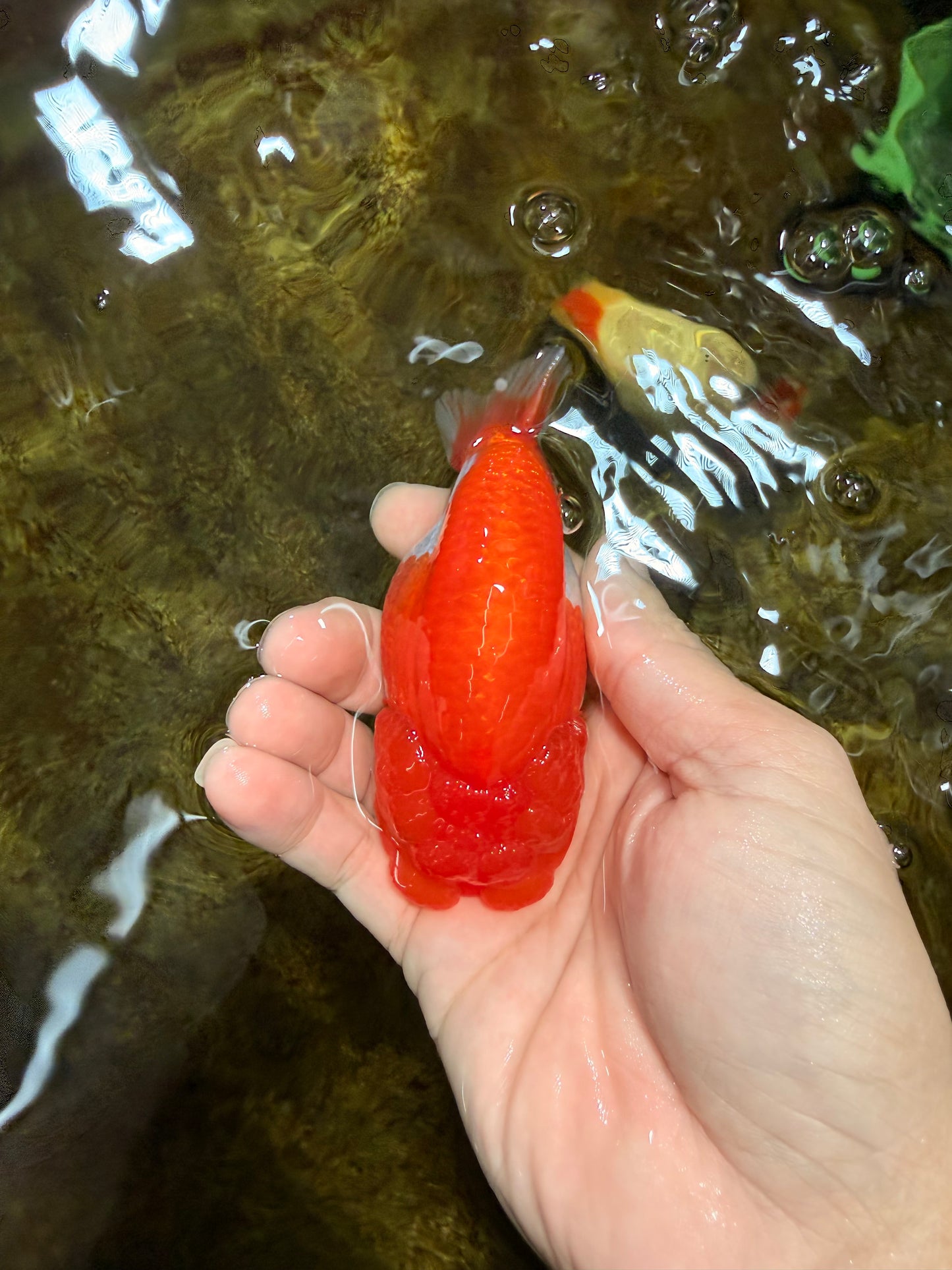 AAA Grade Red White LionQueen 4 inches #103125LC_27