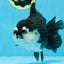 A Grade Pompom Panda Oranda Female 6 inches #101725OR_31