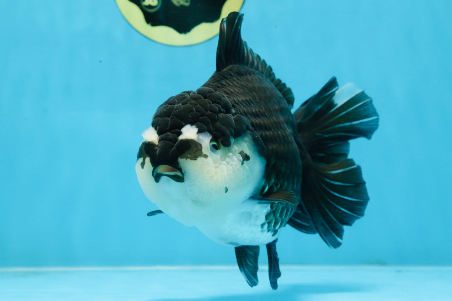 A Grade Pompom Panda Oranda Female 6 inches #101725OR_31