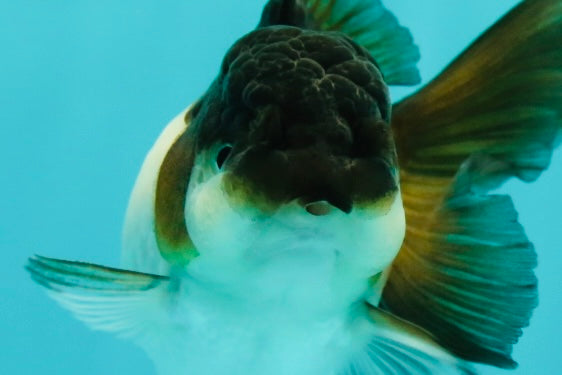 Panda Oranda Female 3.5 inches #1018OR_12