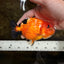 Sakura Chinese Ranchu Female 4.5-5 inches #120525RC_07