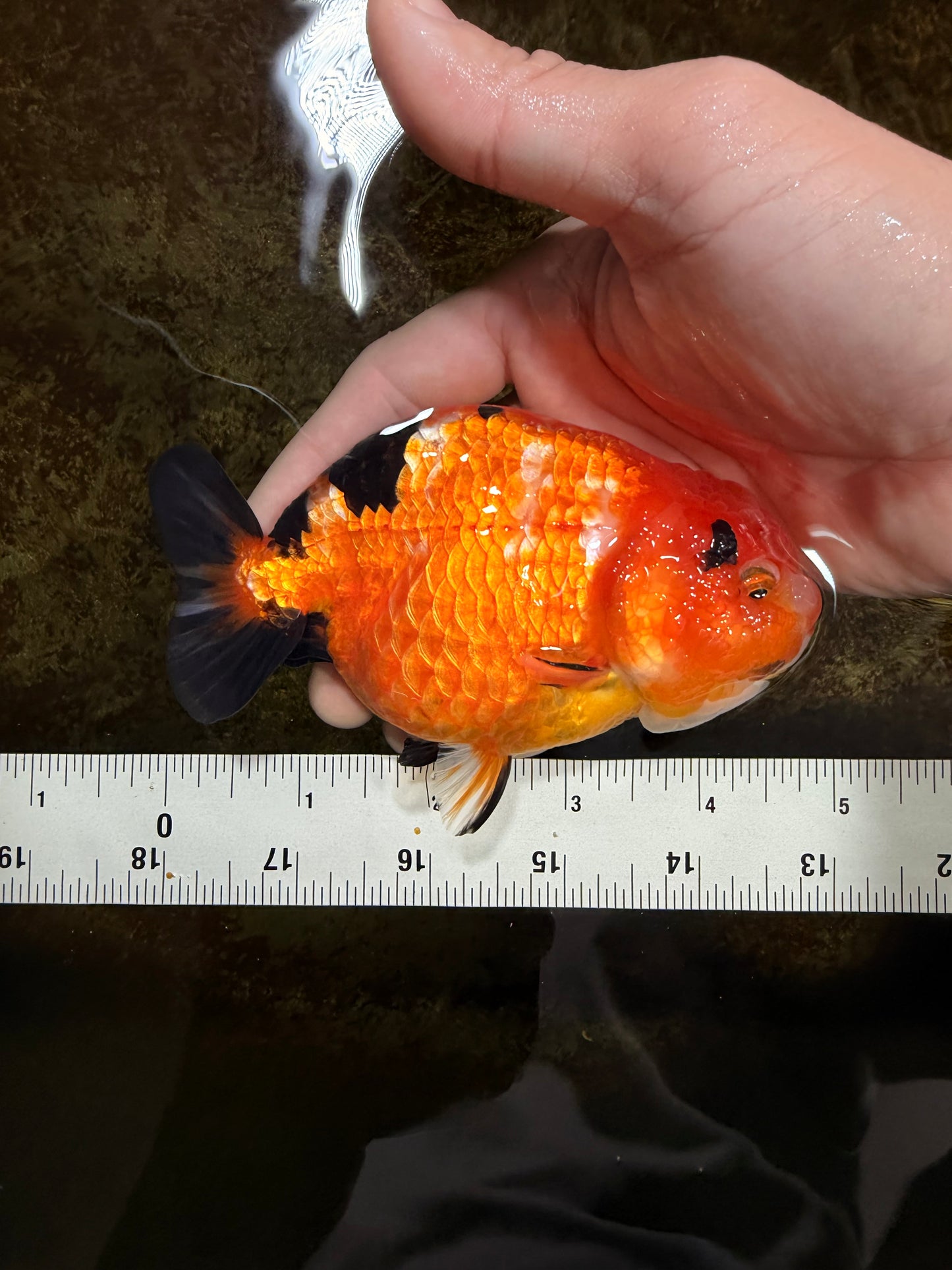 Sakura Chinese Ranchu Female 4.5-5 inches #120525RC_07