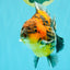 CHUNKY A Grade Panda Yuanbao Male 5.5-6  inches #082126YB_30