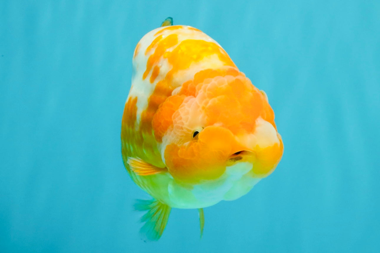 Chinese Sakura Ranchu Female 5-5.5 inches #031326RC_12