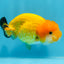 Orange Lionchu Female 3.5 inches #0920LC_15