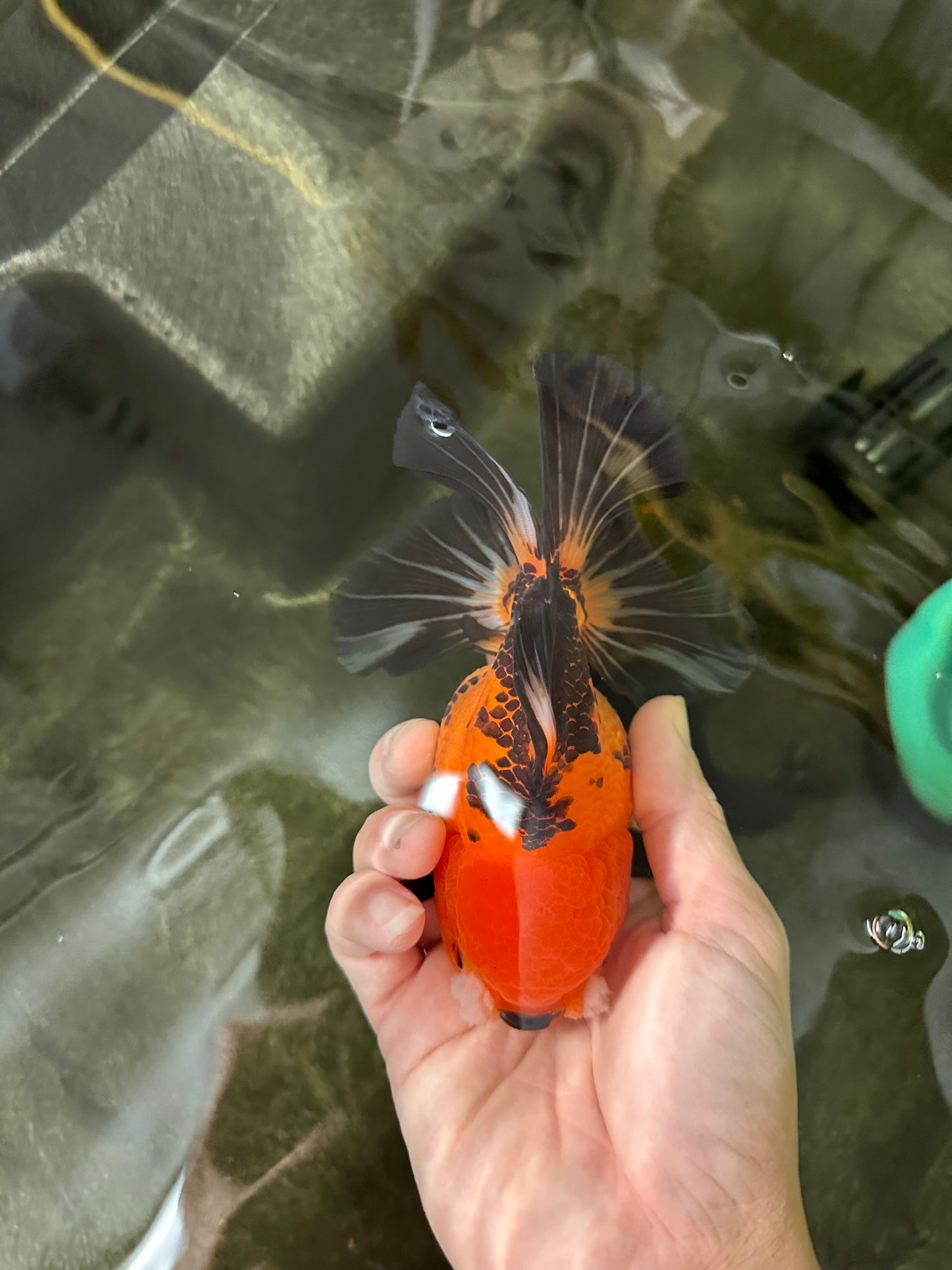 Apache (Black Orange) Pompom Button Eyes  Oranda Female 5.5 inches #110124OR_03