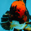 A Grade Stunning Lava Oranda Female 5 inches #010325OR_02