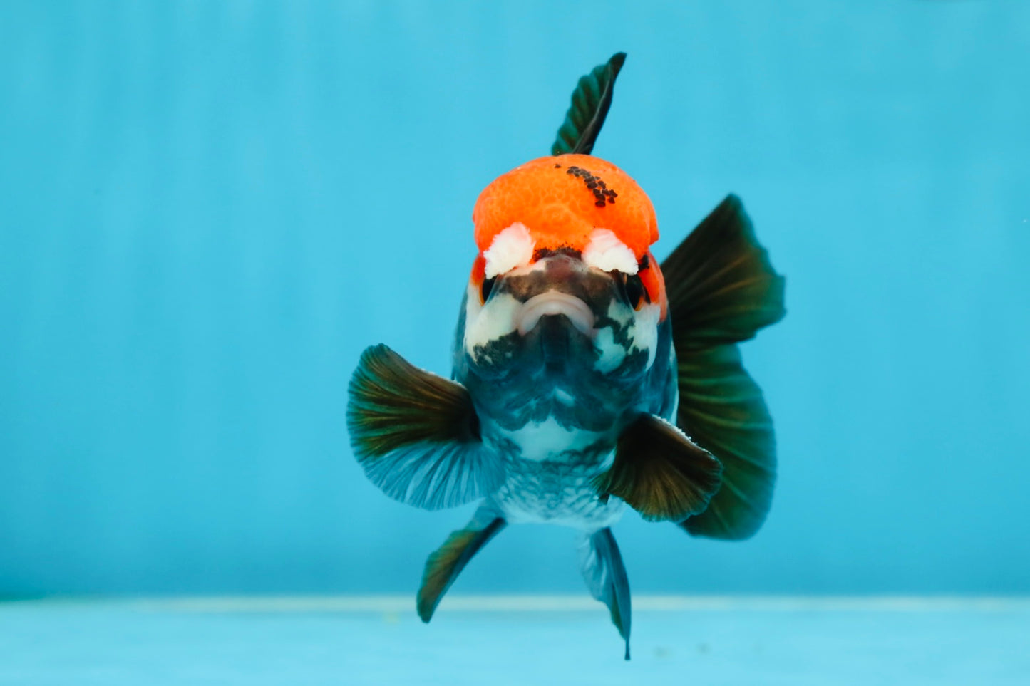 A Grade Pompom Tricolor Yuanbao Male 4 inches #052325YB_26