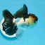 AAA Grade Panda Oranda Male 4.5-5 inches #0906OR_33