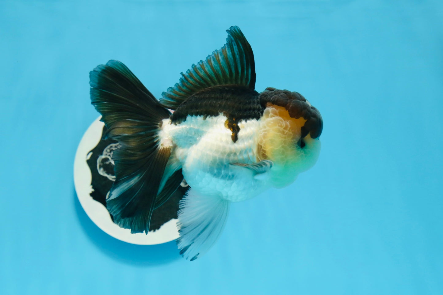 AAA Grade Panda Oranda Male 4.5-5 inches #0906OR_33