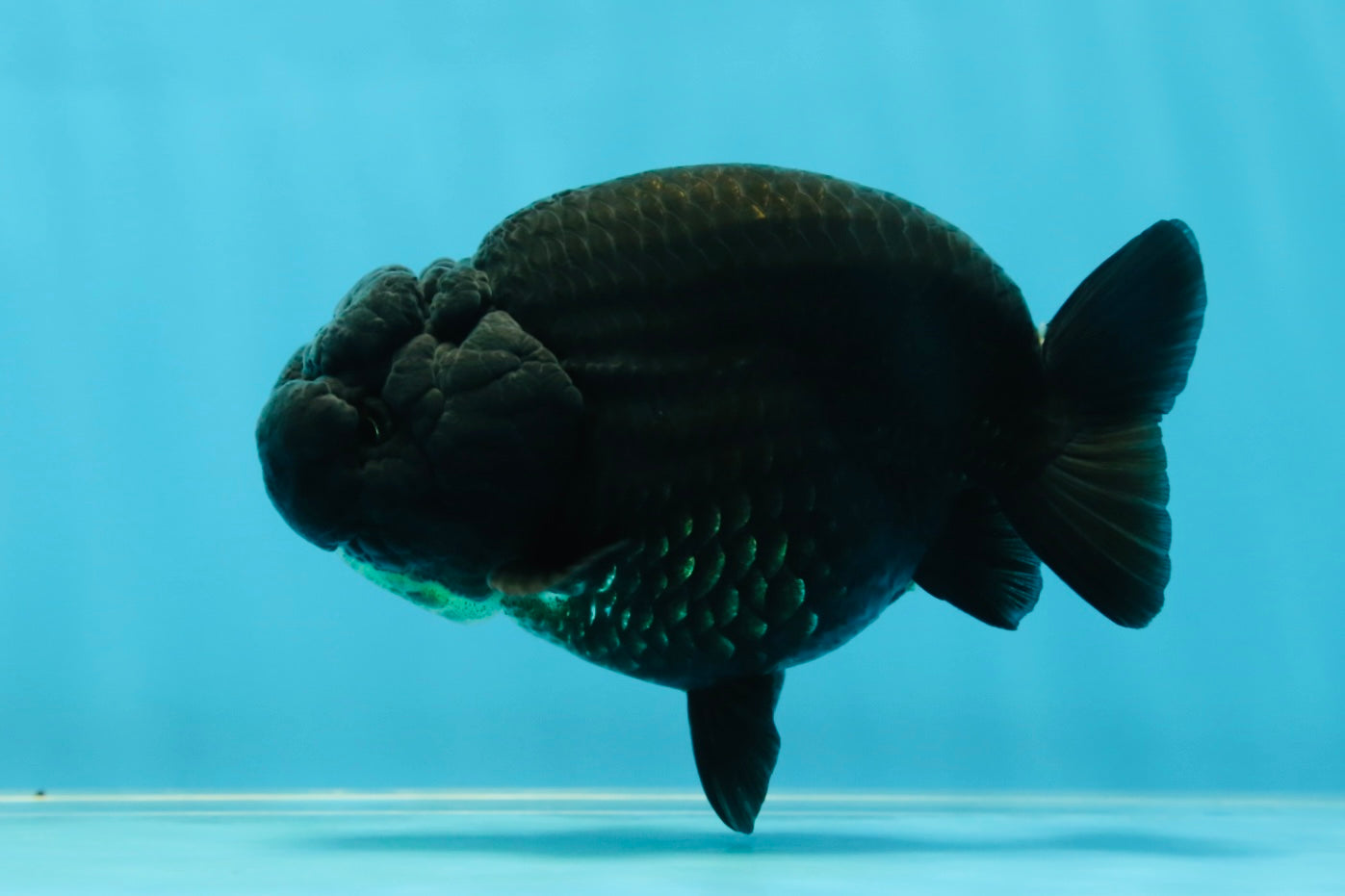 AAA Grade High Back Black LionQueen 4 inches #050925LC_10