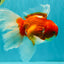 A Grade Red White Oranda Male 6.5 inches #090426OR_14