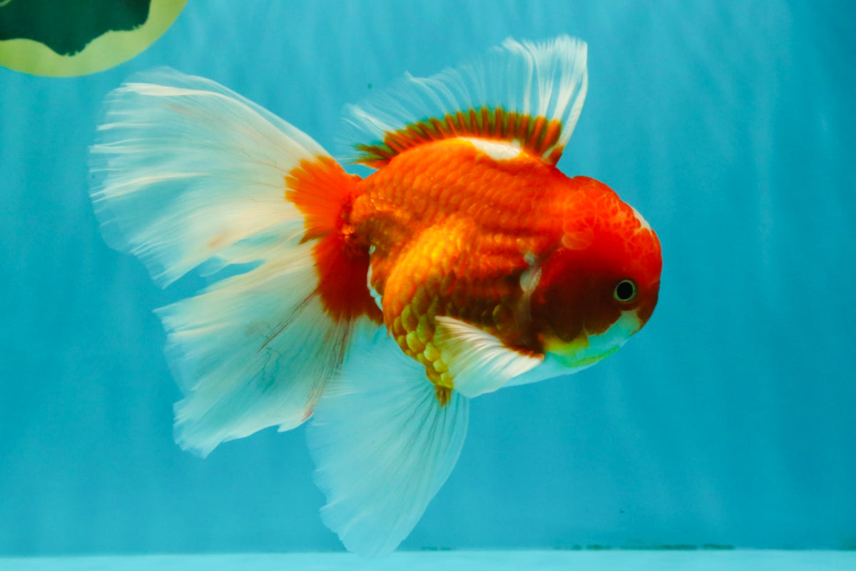 A Grade Red White Oranda Male 6.5 inches #090426OR_14