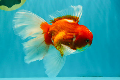 A Grade Red White Oranda Male 6.5 inches #090426OR_14
