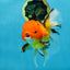 SPECIAL Apache Oranda Female 6 inches #091225OR_17