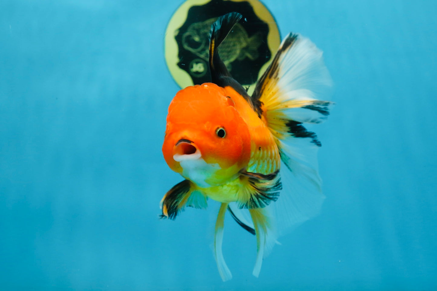 SPECIAL Apache Oranda Female 6 inches #091225OR_17