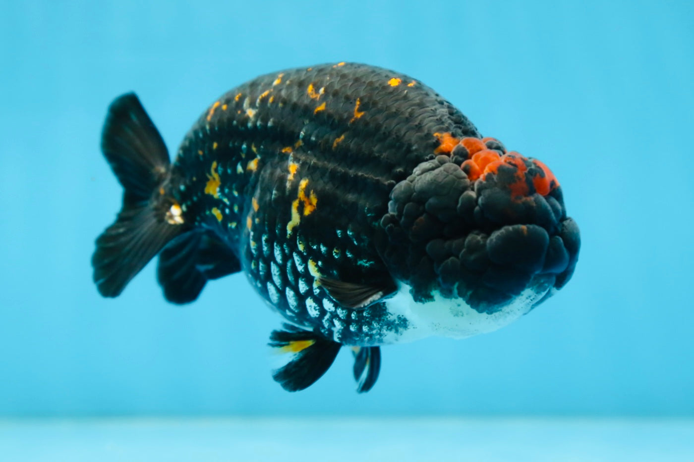 AAA Grade SPECIAL Tiger LionKing 5 inches #082925LC_02