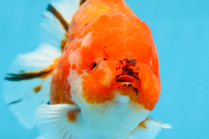 AAA Grade Godzilla Sakura Yuanbao Male 5 inches #080125YB_13