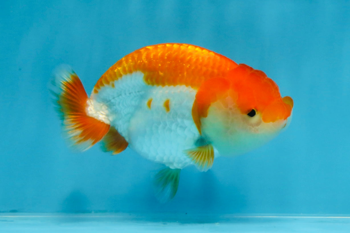 A Grade Red White LionQueen 4 inches #103125LC_20