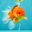 A Grade Red White Oranda Male 5.5 inches #080726OR_08