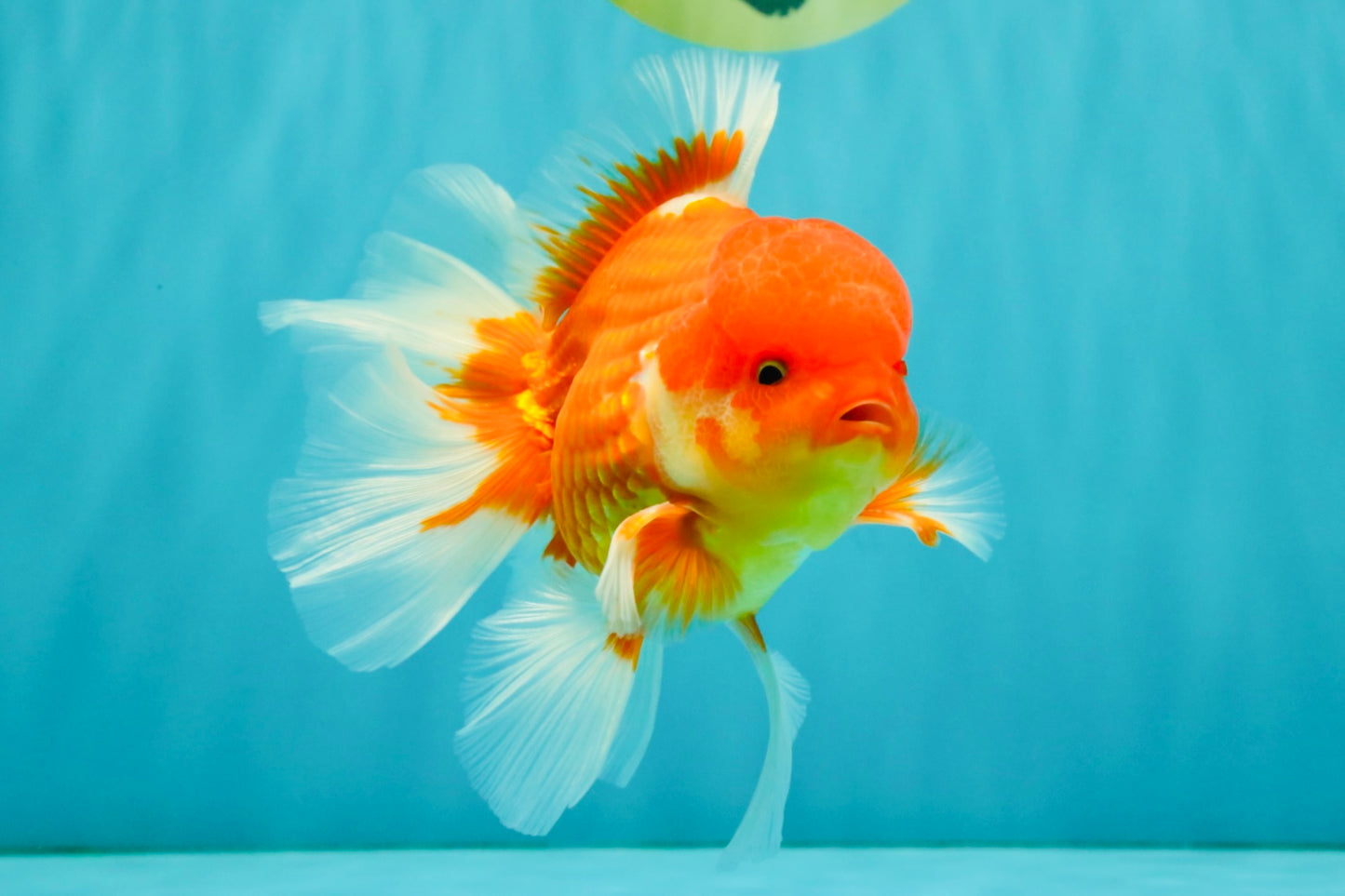 A Grade Red White Oranda Male 5.5 inches #080726OR_08