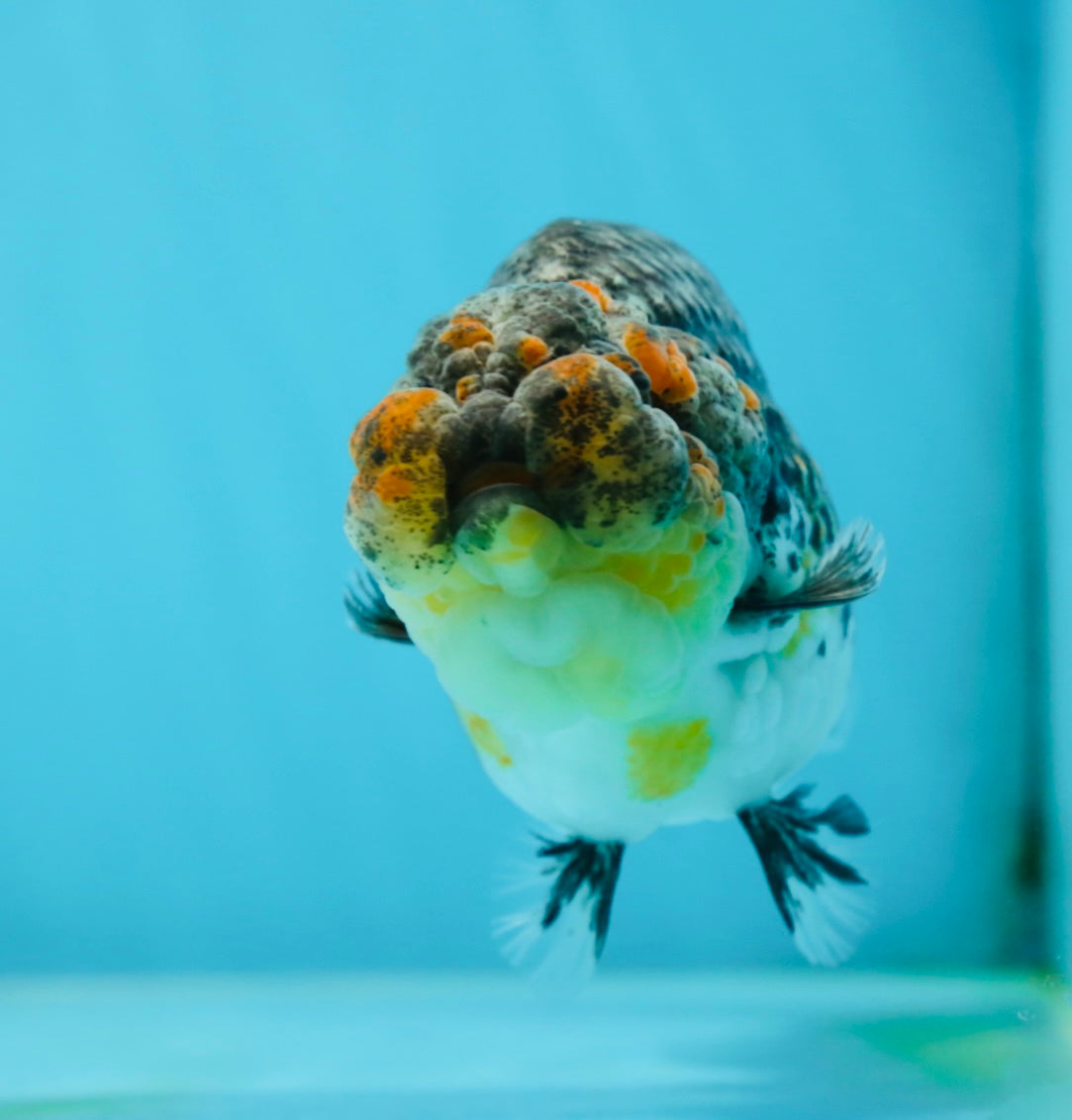 A Grade High Back Blue Kirin LionQueen 3.5-4 inches #050925LC_07