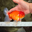 AAA Grade Red White Oranda Male 5.5-6 inches #072426OR_08