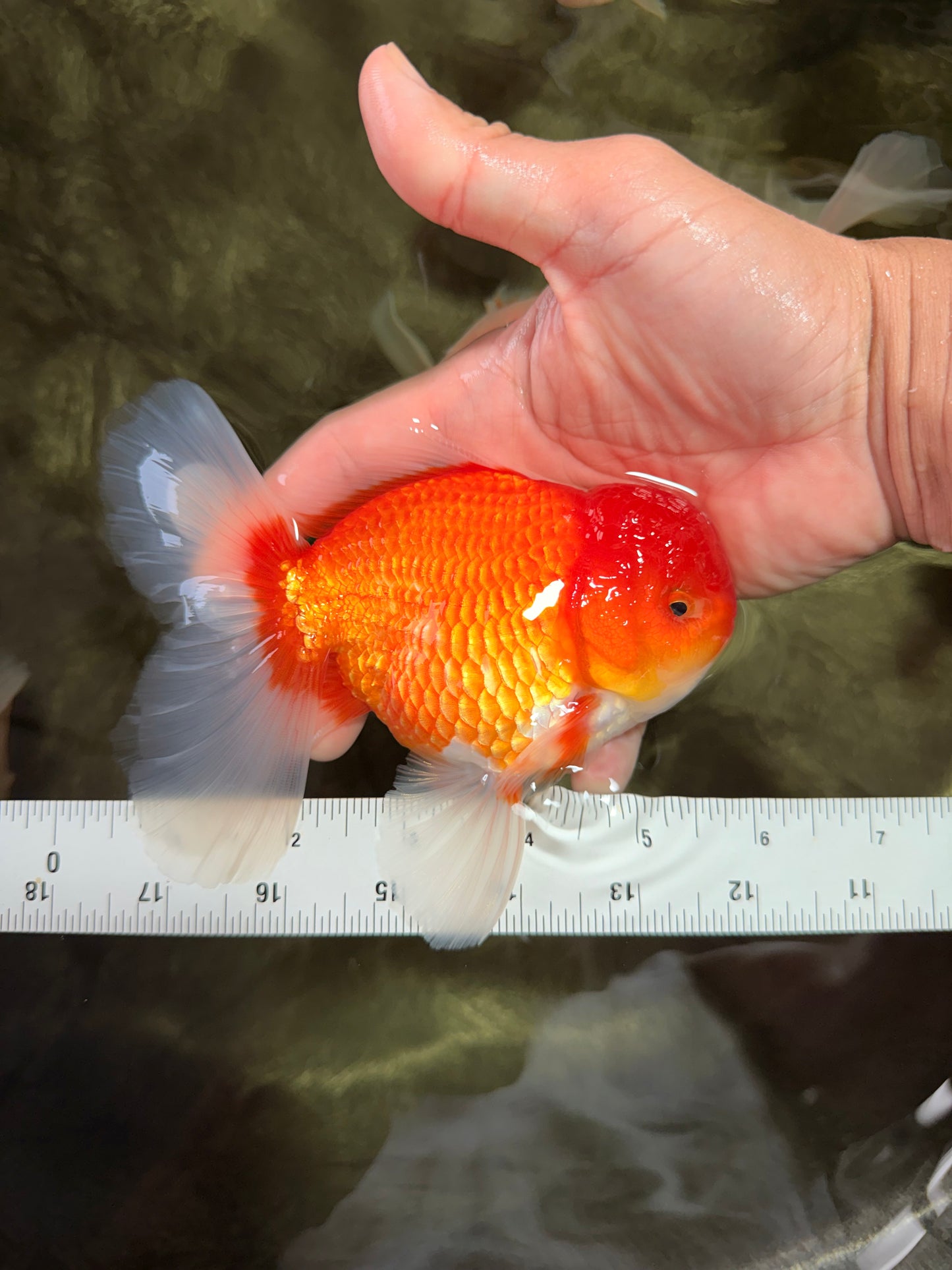 AAA Grade Red White Oranda Male 5.5-6 inches #072426OR_08