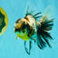 AAA Grade Calico Oranda Male 6 inches #070626OR_11