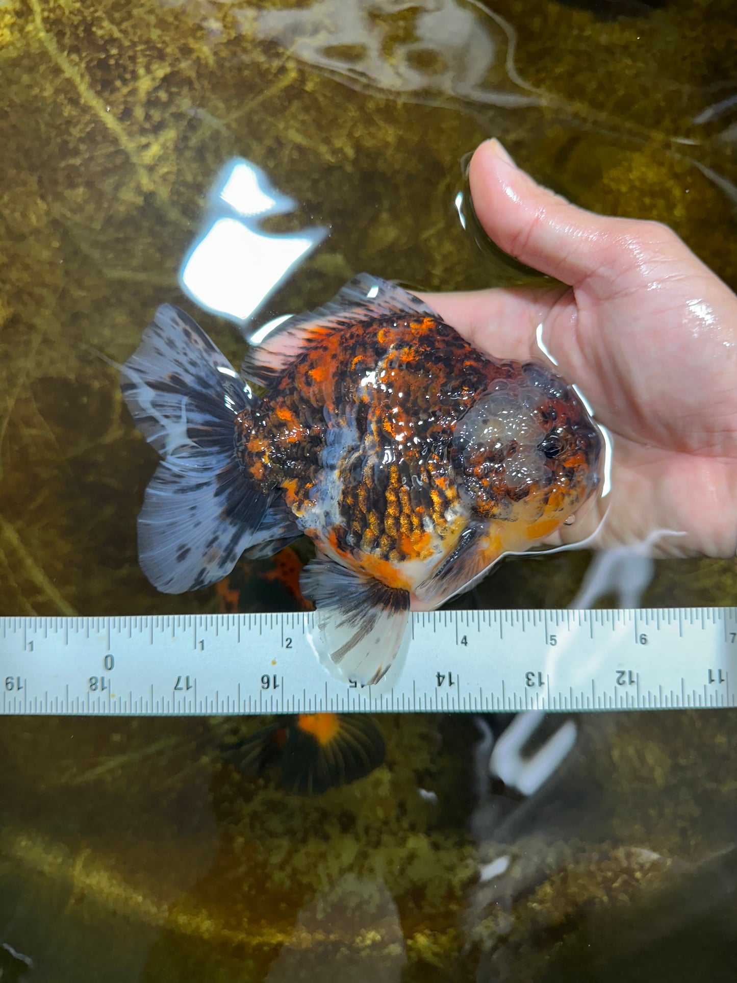 A Grade FLUFFY Calico Yuanbao Male 5.5 inches #091925YB_15