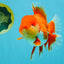 CHONKY AAA Grade Godzilla Red White Oranda Male 6.5-7 inches #022726OR_14