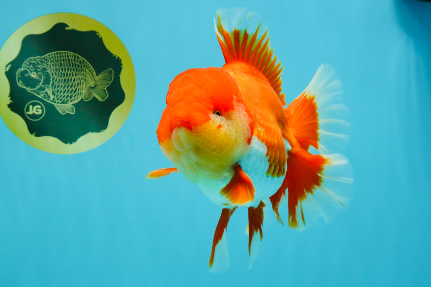 CHONKY AAA Grade Godzilla Red White Oranda Male 6.5-7 inches #022726OR_14