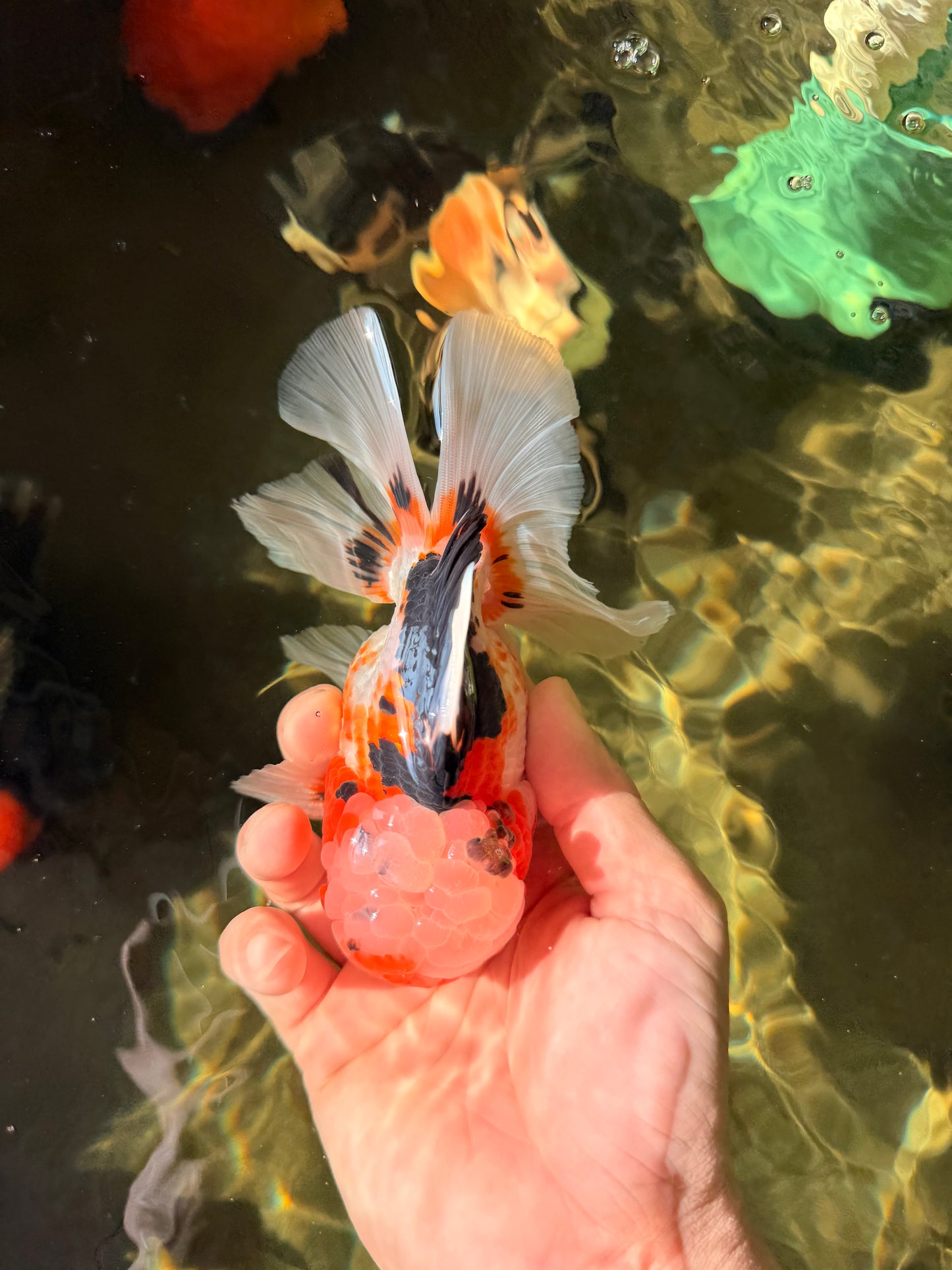 AAA Grade Tricolor Oranda Male 5.5 inches #030626OR_22