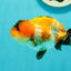 VERY Special Nugget Tricolor Lionchu Male 3.5 inches #1018LC_05