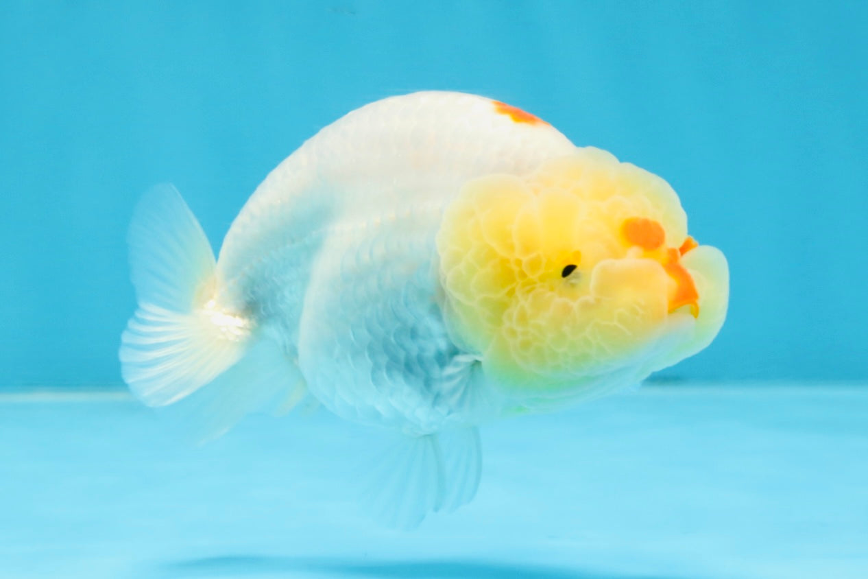 A Grade Red White LionQueen 4 inches #103125LC_21