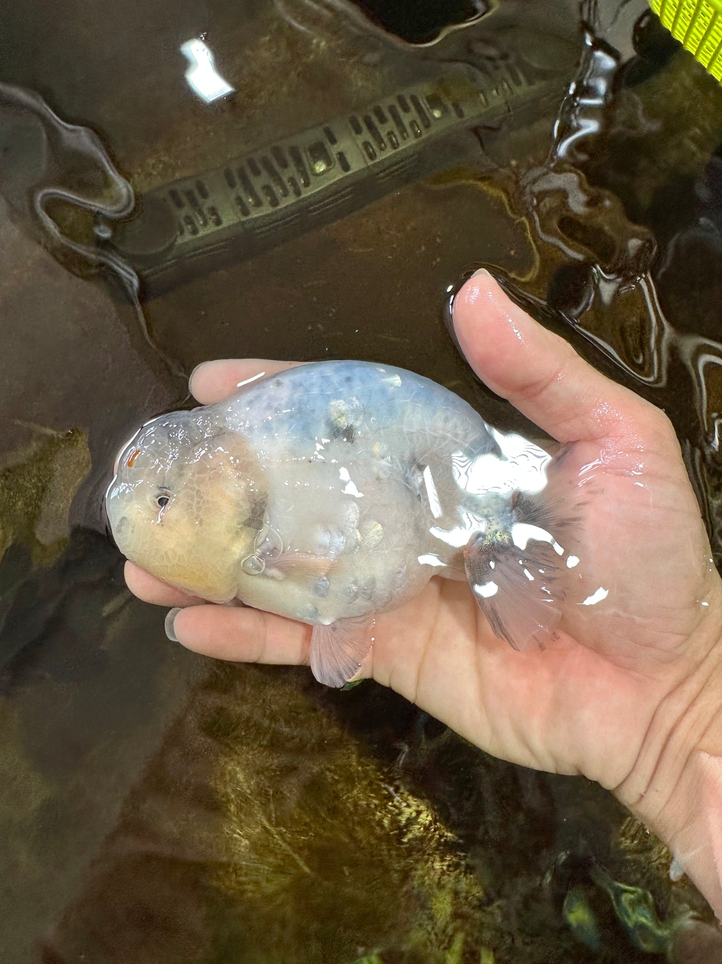 A Grade Marble LionKing 5 inches #071125LC_05