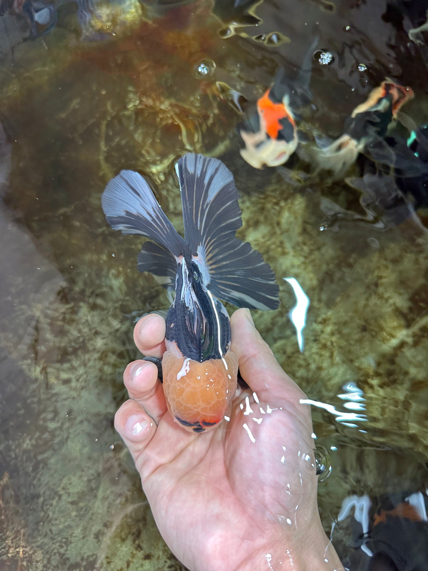 AAA Grade PUPPY Tricolor Oranda Male 5.5 inches #080125OR_24