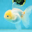 A Grade White Oranda Female 5.5 inches #062725OR_22