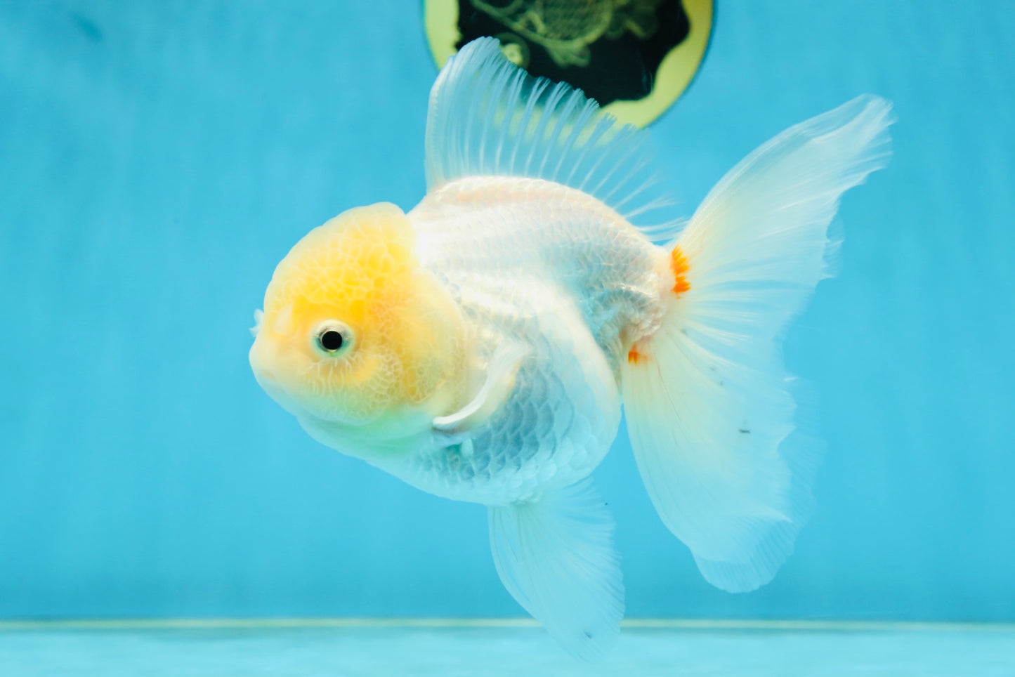 A Grade White Oranda Female 5.5 inches #062725OR_22