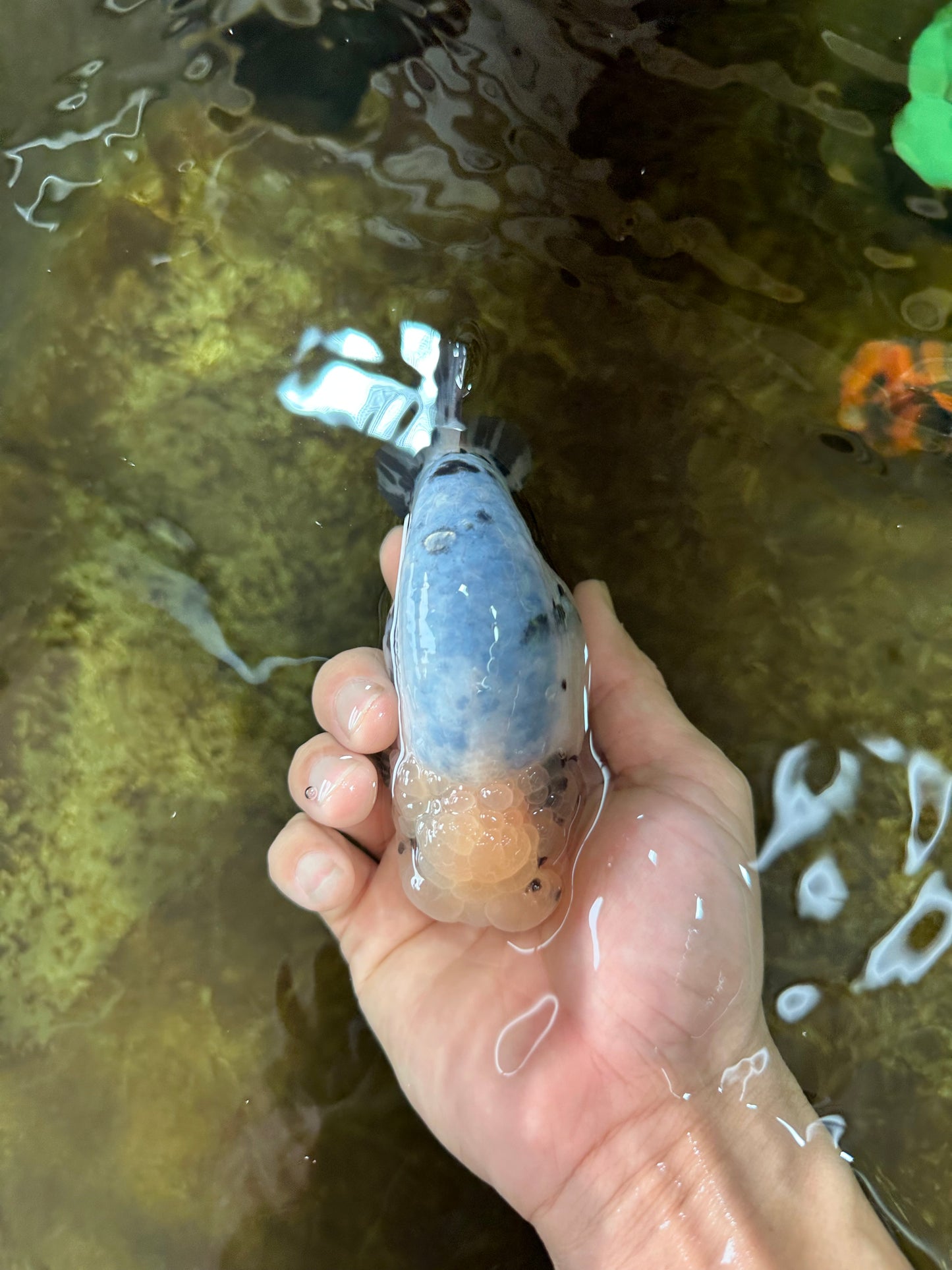 A Grade Marble Blue Back Sakura Lionking 4.5 inches #080125LC_16