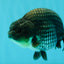 A Grade Blue Ranchu Male 5 inches #072426RC_36