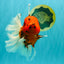 FLUFFY-TAIL AAA Grade Tiger Oranda Female 7-7.5  inches #100226OR_32