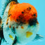 A Grade Godzilla Red Head Kirin Oranda Male 6-6.5 inches #031326OR_04