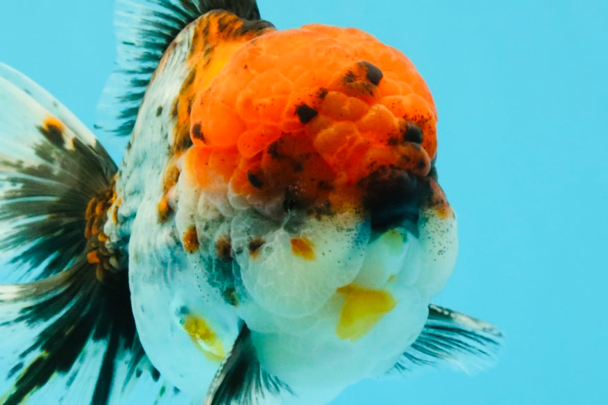 A Grade Godzilla Red Head Kirin Oranda Male 6-6.5 inches #031326OR_04