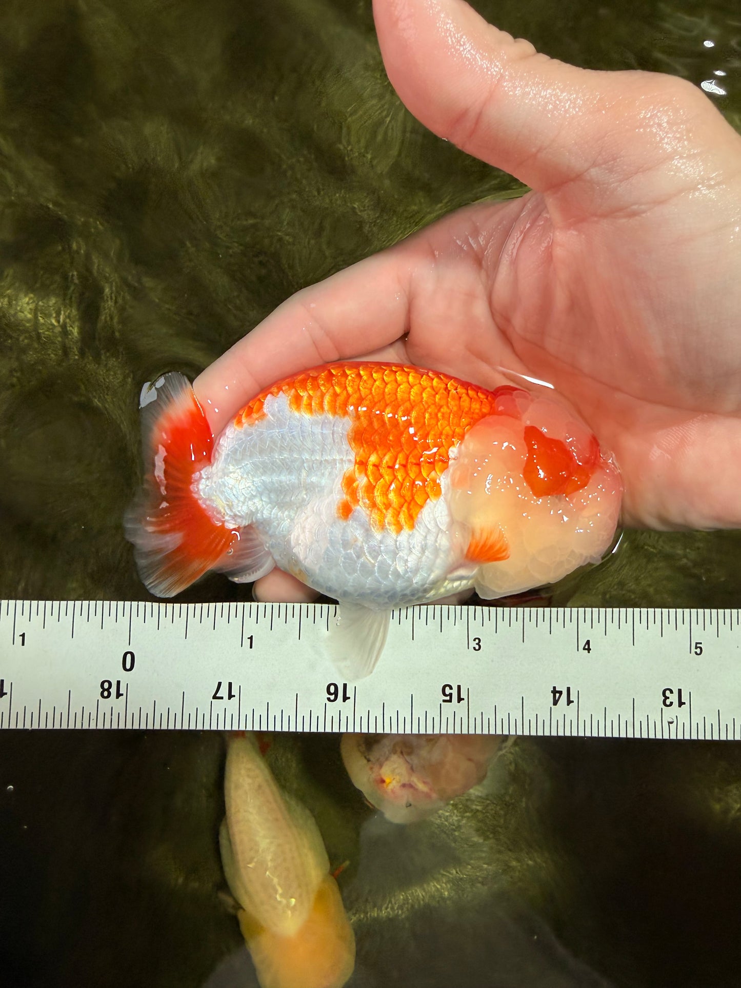 BIG WEN AAA Grade Red White LionQueen 4-4.5 inches #031326LC_06